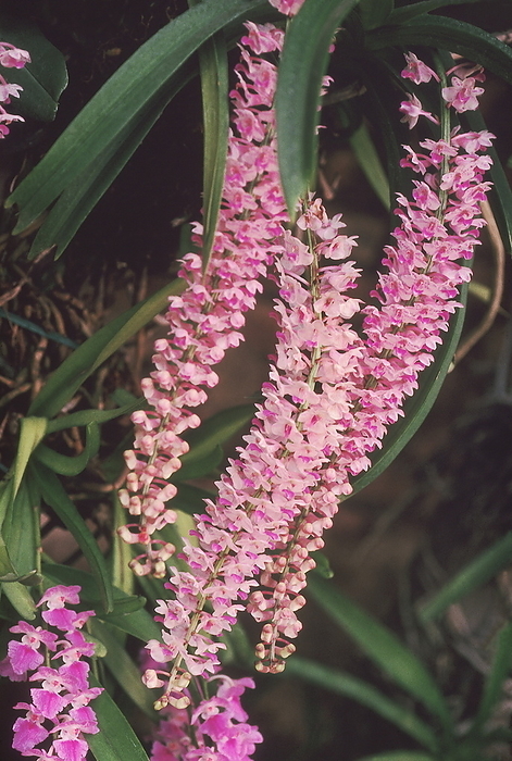 Pink Vanda Orchid. Plants hang from trees in nearly soilless media Pink Vanda Orchid. Plants hang from trees in nearly soilless media, by Zoonar RealityImages