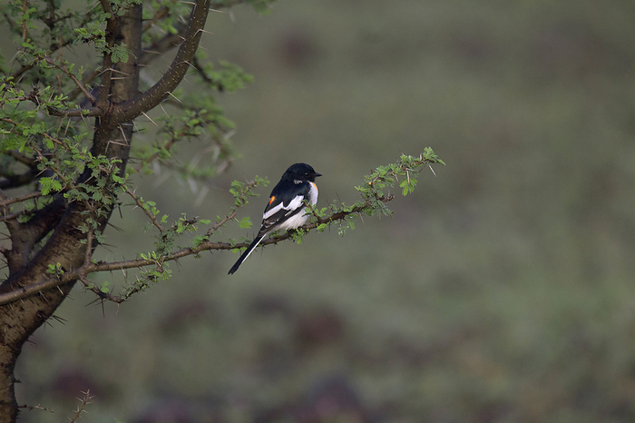 White Bellied Minivet , Pericrocotus erythropygius Mayureshwar WLS, India White Bellied Minivet , Pericrocotus erythropygius Mayureshwar WLS, India, by Zoonar RealityImages