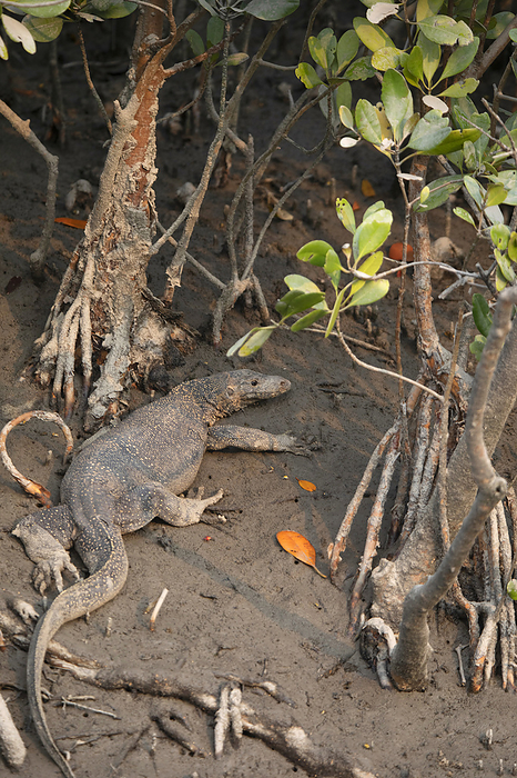 Asian Water Monitor,  Varanus salvator, Sunderbans, India Asian Water Monitor,  Varanus salvator, Sunderbans, India, by Zoonar RealityImages