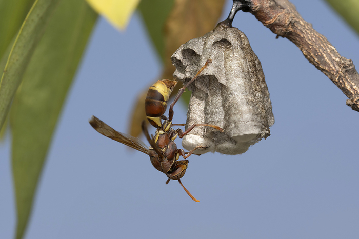 Nest and Red Paper Wasp, Ropalidia marginata, Bhimashankar, Maharashtra, India Nest and Red Paper Wasp, Ropalidia marginata, Bhimashankar, Maharashtra, India, by Zoonar RealityImages