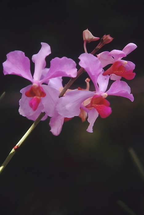 Pink Vanda Orchid. Plants hang from trees in nearly soilless media Pink Vanda Orchid. Plants hang from trees in nearly soilless media, by Zoonar RealityImages