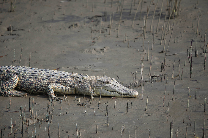 Mugger Crocodile,  Crocodylus palustris, Sunderbans, India Mugger Crocodile,  Crocodylus palustris, Sunderbans, India, by Zoonar RealityImages