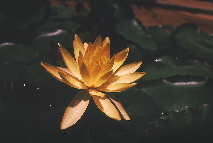 Yellow Lotus flower, Nymphea. Yellow Lotus flower, Nymphea., by Zoonar RealityImages