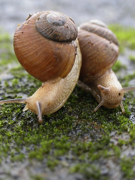 Two Garden snails, Helix aspersa Two Garden snails, Helix aspersa, by Zoonar RealityImages
