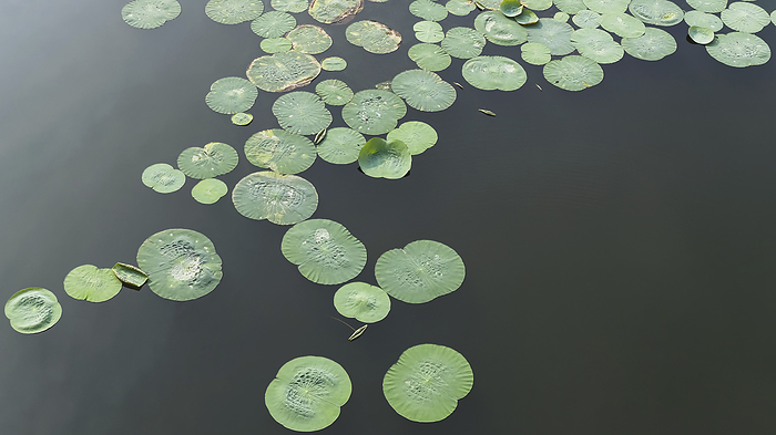 Lotus Leaves in the lake, Sukh Mahal, Bundi, Rajasthan, India. Lotus Leaves in the lake, Sukh Mahal, Bundi, Rajasthan, India., by Zoonar RealityImages