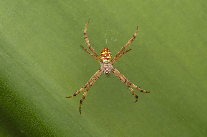 Signature spider, Argiope trivittata, Pune, Maharashtra, India Signature spider, Argiope trivittata, Pune, Maharashtra, India, by Zoonar RealityImages