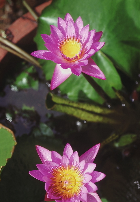 Pink lotus, Nelumbo nucifera Pink lotus, Nelumbo nucifera, by Zoonar RealityImages