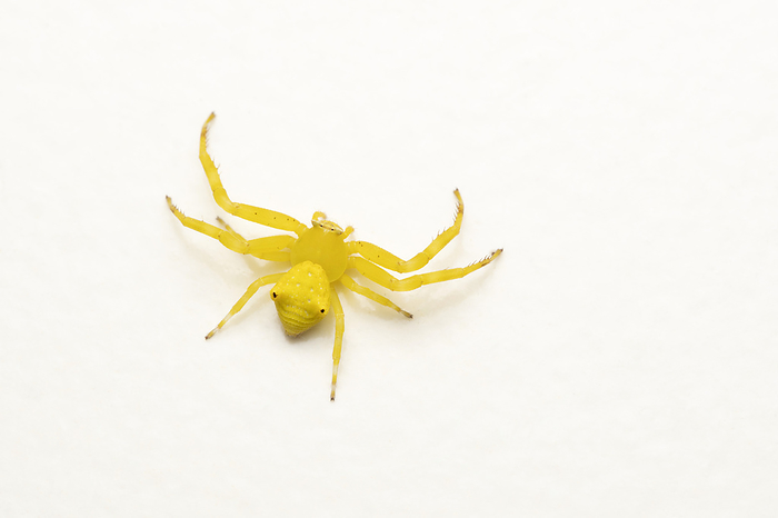 Flower crab spider, Thomisus onustus, Pune, Maharashtra, India Flower crab spider, Thomisus onustus, Pune, Maharashtra, India, by Zoonar RealityImages
