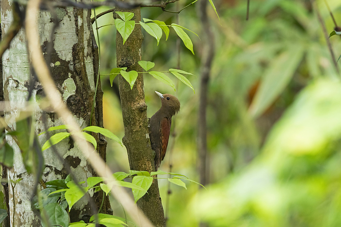 Pale Headed Woodpecker, Gecinulus grantia, Garbhanga Forest Reserve, Guwahati, Assam, India Pale Headed Woodpecker, Gecinulus grantia, Garbhanga Forest Reserve, Guwahati, Assam, India, by Zoonar RealityImages