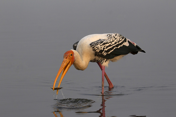 Painted Stork, Mycteria leucocephala with a kill Painted Stork, Mycteria leucocephala with a kill, by Zoonar RealityImages
