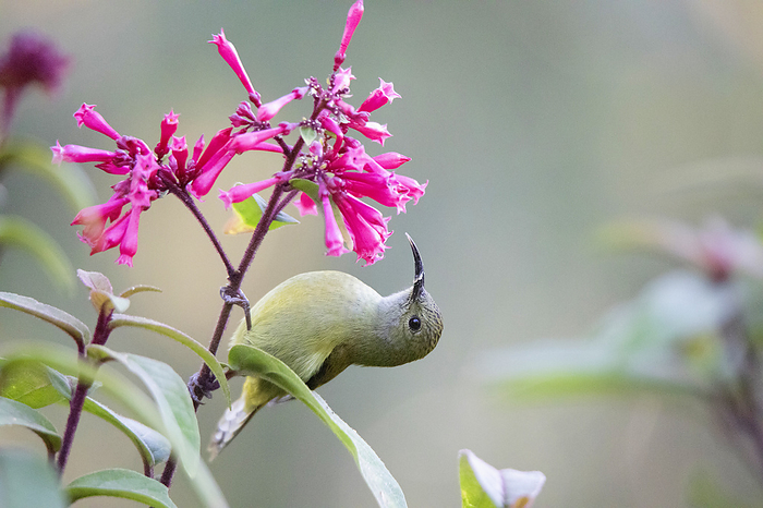 Green tailed Sunbird, Aethopyga nipalensis, Sikkim, India Green tailed Sunbird, Aethopyga nipalensis, Sikkim, India, by Zoonar RealityImages