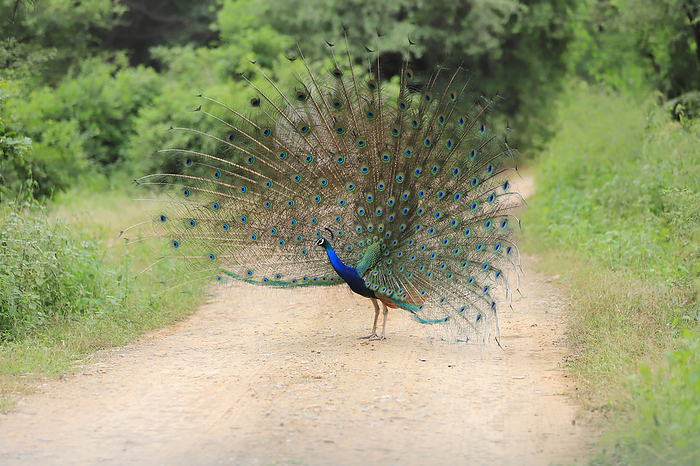 Peacock  with open feathers on road , India Peacock  with open feathers on road , India, by Zoonar RealityImages