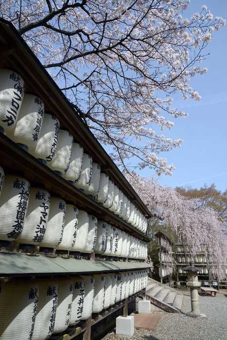 Cherry blossoms in the precincts of Oishi Shrine in spring Nishinoyama, Yamashina-ku, Kyoto