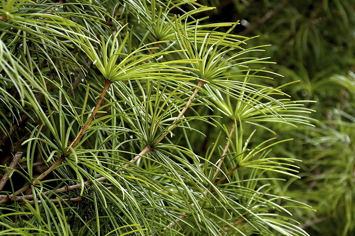 umbrella pine