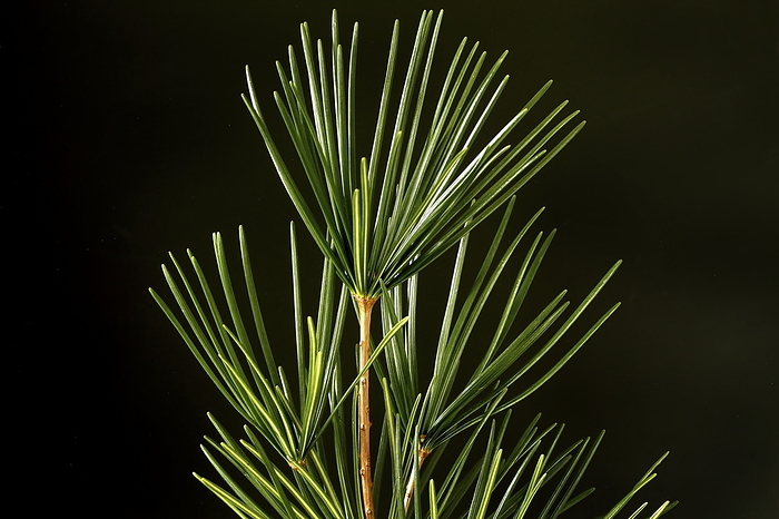 umbrella pine