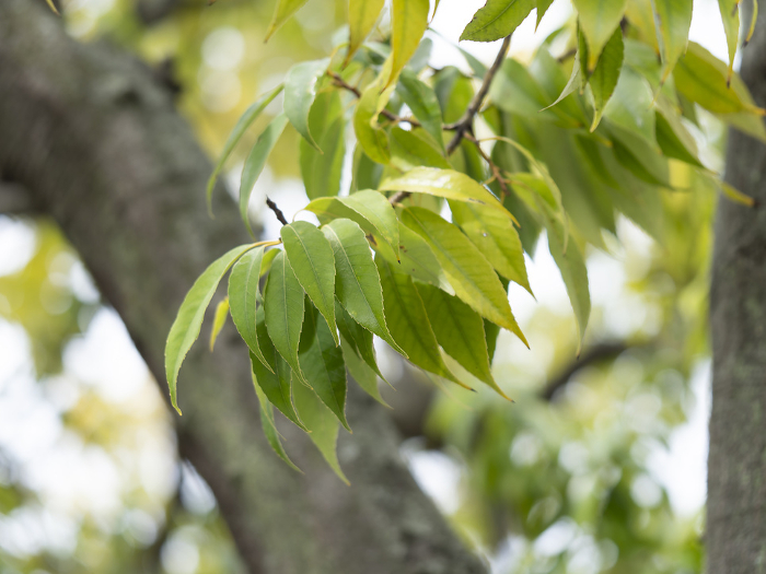 Japanese white oak with fresh green leaves