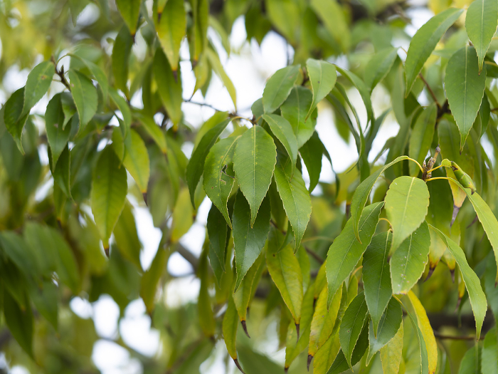 Japanese white oak with fresh green leaves