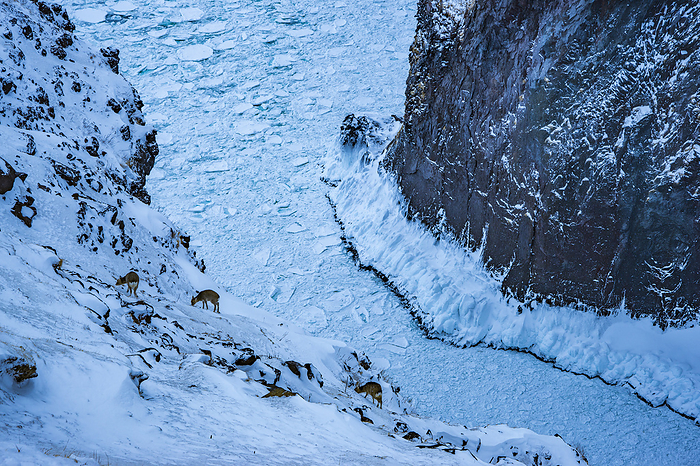 Striking drift ice and an Ezo sika deer mother and her cubs searching for food in the snow, Shiretoko Peninsula, Hokkaido, Japan Taken on the Shiretoko Peninsula, a World Natural Heritage site. Near Hlepe Falls
