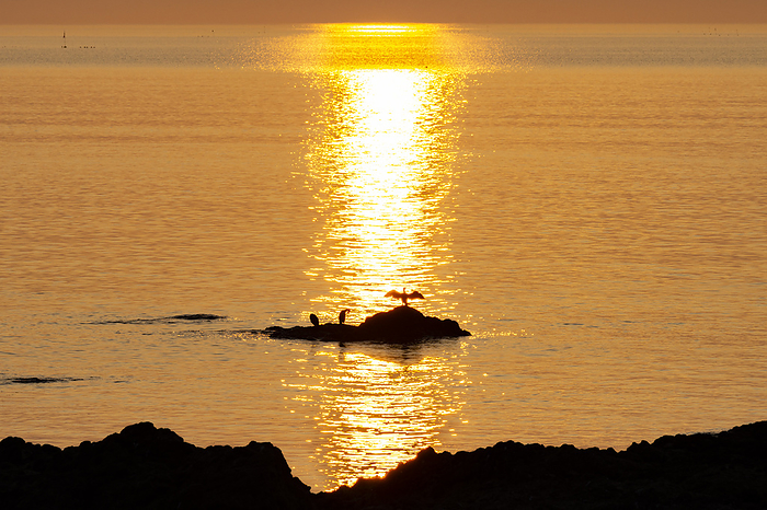 Sea cormorant under the setting sun Shiretoko Peninsula, Hokkaido, Japan Filmed in Utoro, Shiretoko Peninsula, a World Natural Heritage site. 