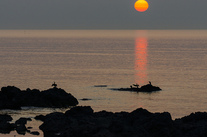 Sea cormorant under the setting sun Shiretoko Peninsula, Hokkaido, Japan Filmed in Utoro, Shiretoko Peninsula, a World Natural Heritage site. 
