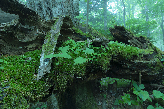 Moss on a fallen tree Shiretoko Peninsula, Hokkaido, Japan Photographed in Shari cho  read  Shari cho  , Shiretoko Peninsula, a World Natural Heritage site. 