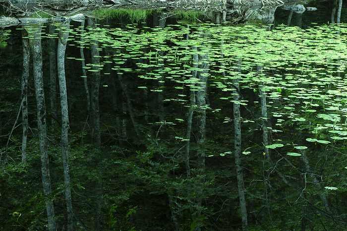 Reflection on the water surface Shiretoko Peninsula, Hokkaido, Japan Photographed in Shari cho  read  Shari cho  , Shiretoko Peninsula, a World Natural Heritage site. 