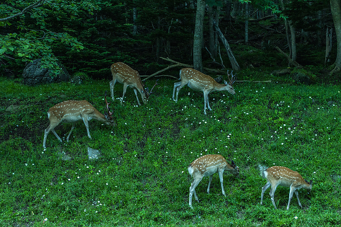 Ezo sika deer Hokkaido Shiretoko Peninsula Photographed in Shari cho  read  Shari cho  , Shiretoko Peninsula, a World Natural Heritage site. 