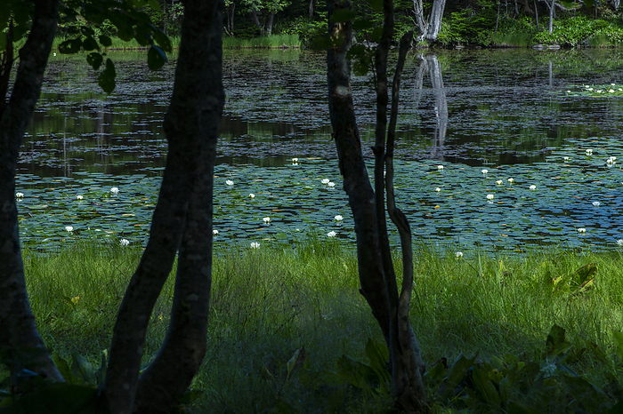 Water lily Hokkaido Shiretoko Peninsula Taken at Shiretoko Peninsula, a World Natural Heritage site. Shiretoko Five Lakes.