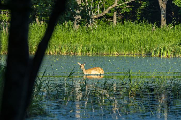 Ezo sika deer eating water plants, Shiretoko Peninsula, Hokkaido, Japan Taken at Shiretoko Peninsula and Shiretoko Five Lakes, a World Natural Heritage site. 