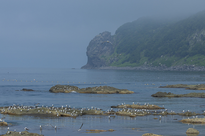 Seagulls Shiretoko Peninsula, Hokkaido, Japan Taken on the Shiretoko Peninsula, a World Natural Heritage site. Coast east of Utoro