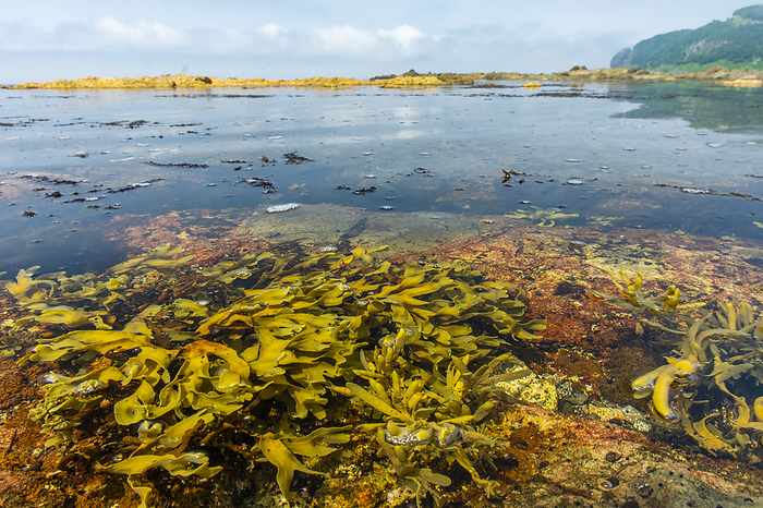 Seaweed Hokkaido Shiretoko Peninsula Taken on the Shiretoko Peninsula, a World Natural Heritage site. Coast east of Utoro