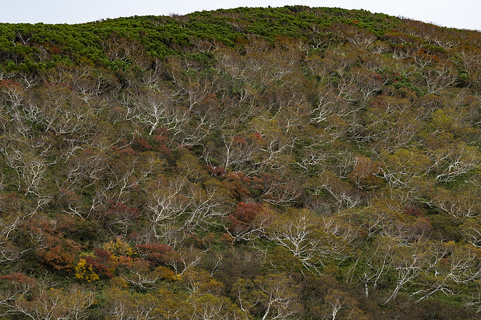 Birch and autumn leaves Hokkaido Shiretoko Peninsula Photographed on the Shiretoko Peninsula, a World Natural Heritage site. Around Shiretoko Pass