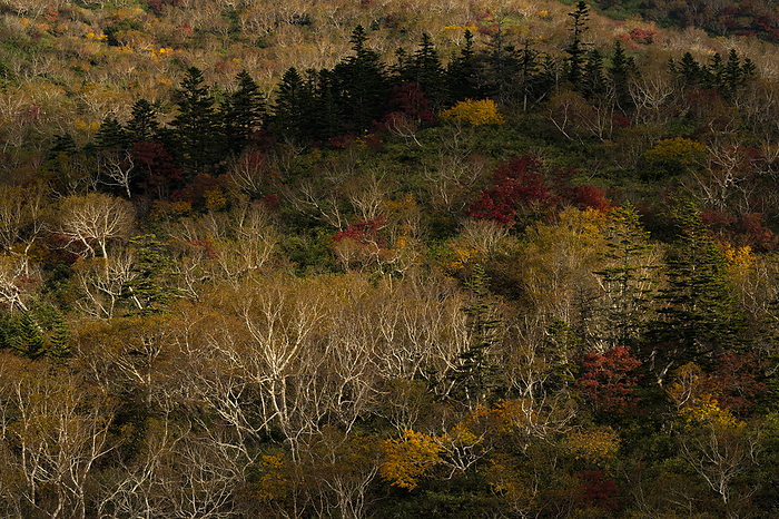 Birch and autumn leaves Hokkaido Shiretoko Peninsula Taken on the Shiretoko Peninsula, a World Natural Heritage site. Shiretoko Pass area, Rausu side.
