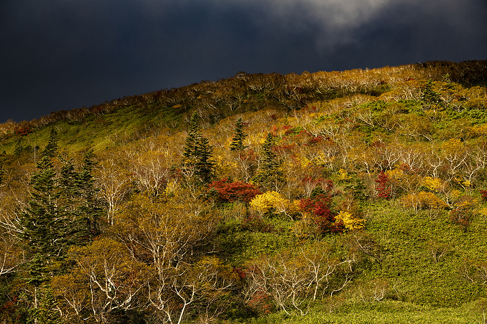 Birch and autumn leaves Hokkaido Shiretoko Peninsula Taken on the Shiretoko Peninsula, a World Natural Heritage site. Shiretoko Pass area, Rausu side.