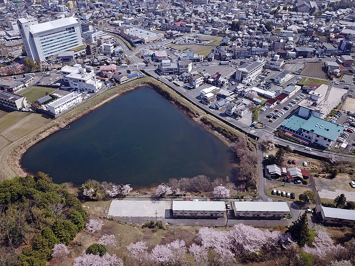 Cherry blossoms in Kameoka Heiwadai Park and downtown Kameoka Obtained a nationwide comprehensive flight permit from the Ministry of Land, Infrastructure, Transport and Tourism, and photographed within the scope of the Civil Aeronautics Law.