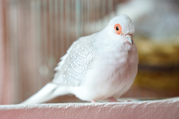Snowy Dove (Diamond Dove, Light Snowy Dove)