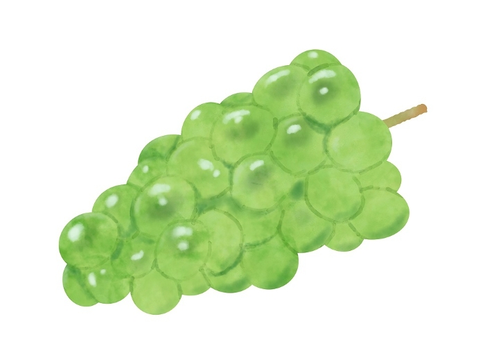 Watercolor illustration of grapes