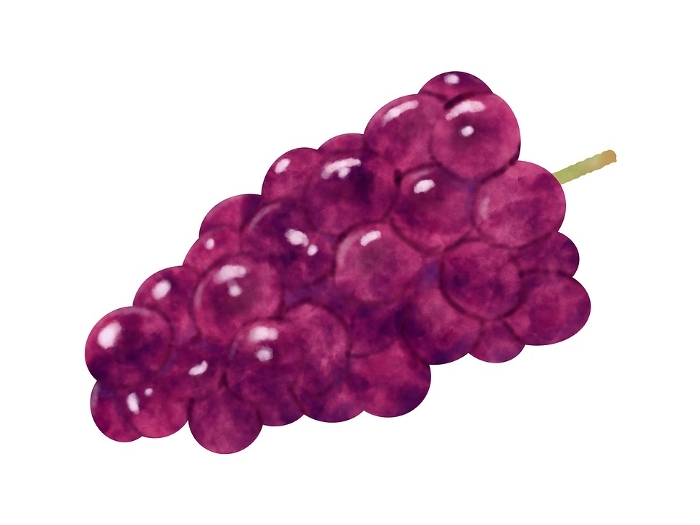 Watercolor illustration of grapes