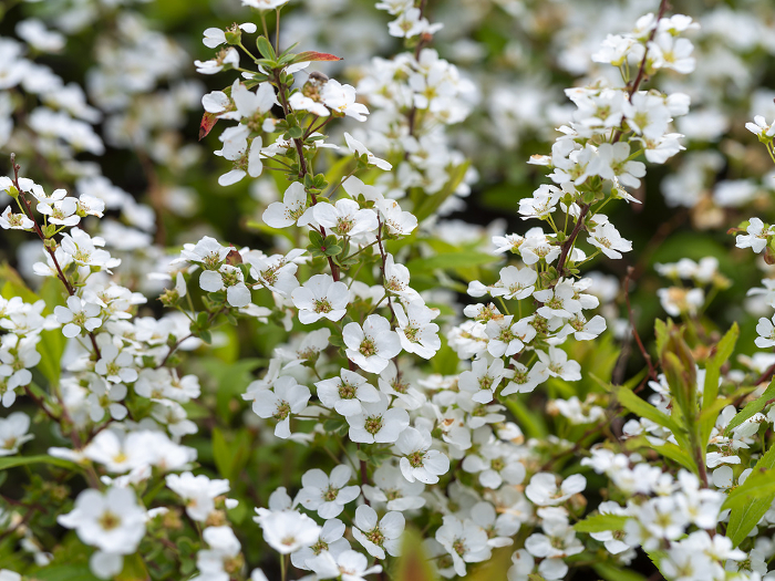 Close-up of snow willow in full bloom