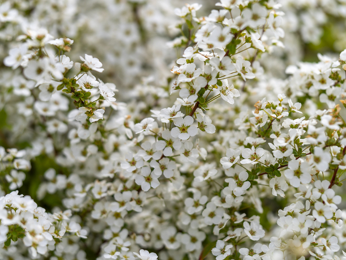 Close-up of snow willow in full bloom
