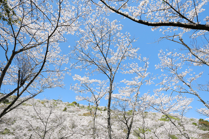 Hanadachi Park with beautiful Someiyoshino cherry trees in bloom.
