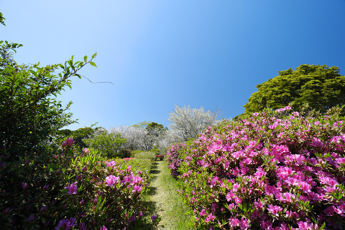 Spring scenery of Hanatate Park