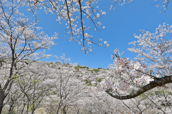 Hanadachi Park with cherry blossoms in full bloom