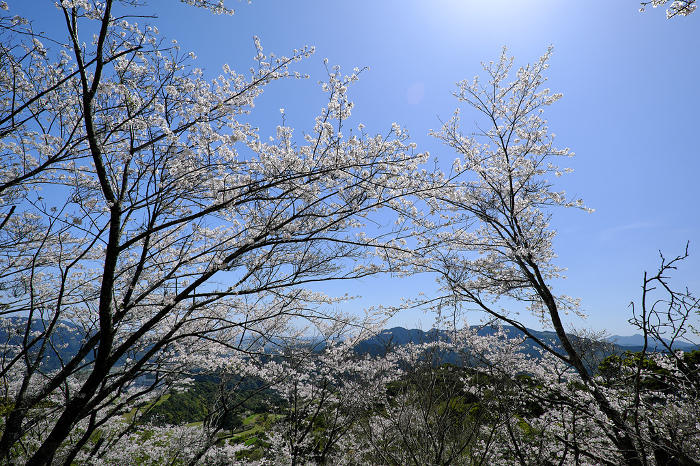 Hanadachi Park in Miyazaki with beautiful cherry blossoms