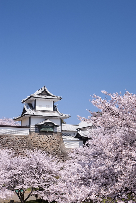 Kanazawa Castle Park, Ishikawa Prefecture: Cherry blossoms in bloom