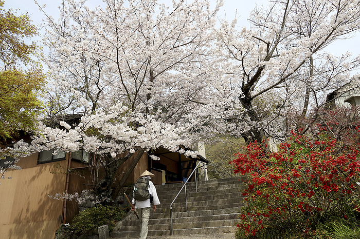 No. 85 Hachikuriji Temple Spring Pilgrimage 88 sacred places in Shikoku 