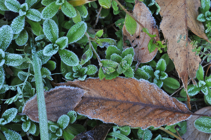 Grass in frosty field Close-up