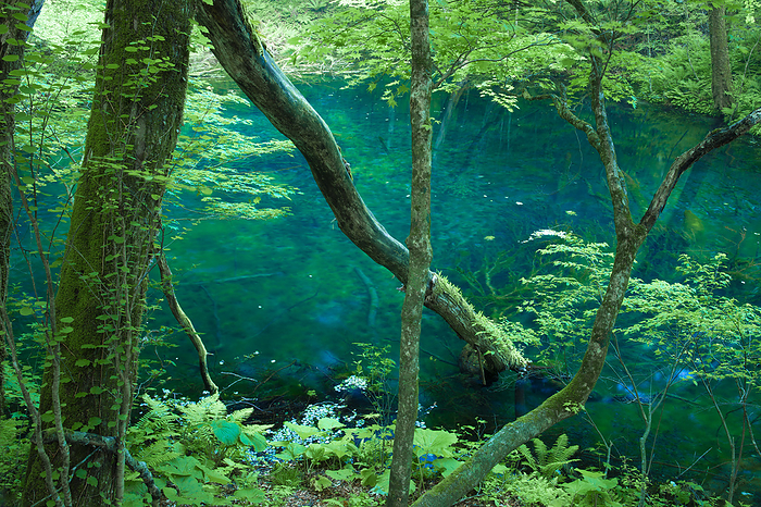 Boiling Pool Pond Shirakami Sanchi, Aomori Prefecture This photo was taken at Shirakami Sanchi  Mt. Shirakami , a World Natural Heritage site, and at Lake Juniko, located to the west of Shirakami Sanchi. Boiling Pot Pond in the area. It is adjacent to the World Heritage Site Nucleus Kokoro.