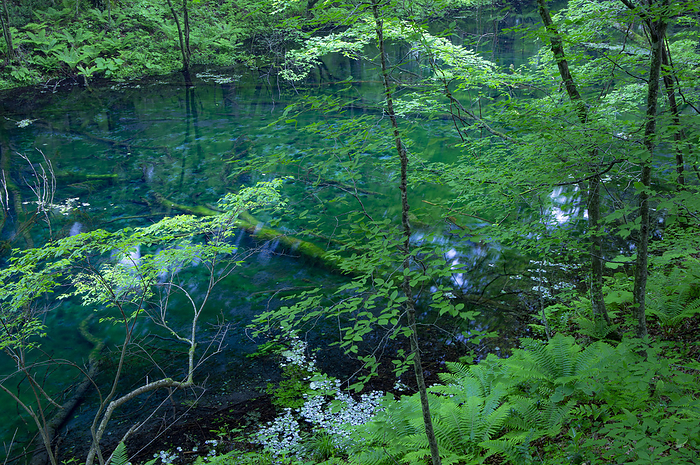 Boiling Pool Pond Shirakami Sanchi, Aomori Prefecture This photo was taken at Shirakami Sanchi  Mt. Shirakami , a World Natural Heritage site, and at Lake Juniko, located to the west of Shirakami Sanchi. Boiling Pot Pond in the area. It is adjacent to the World Heritage Site Nucleus Kokoro.