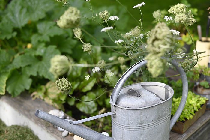 wild carrot blossom in raised bed Zinc watering can kept in homegrown vegetable garden